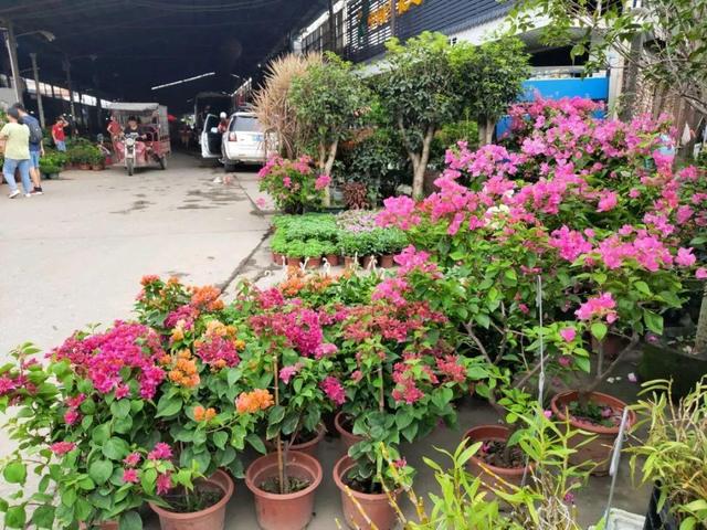 荷花最好看的品种是什么，这花最好看、最好养