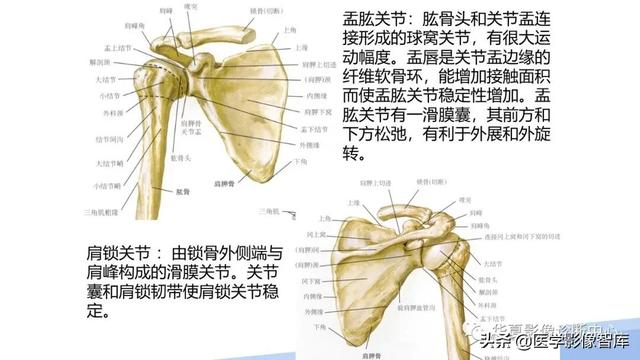 肩关节骨标志解剖图，全面掌握肩关节解剖