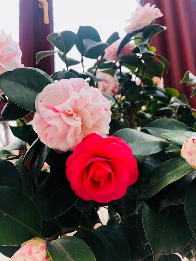 四季红山茶养殖方法，四季红山茶的养殖方法（叶油绿、开一树漂亮的花）