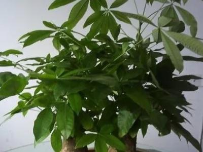 发财树叶子发黄，怎样解决发财树黄叶（发财树叶子发黄什么原因）