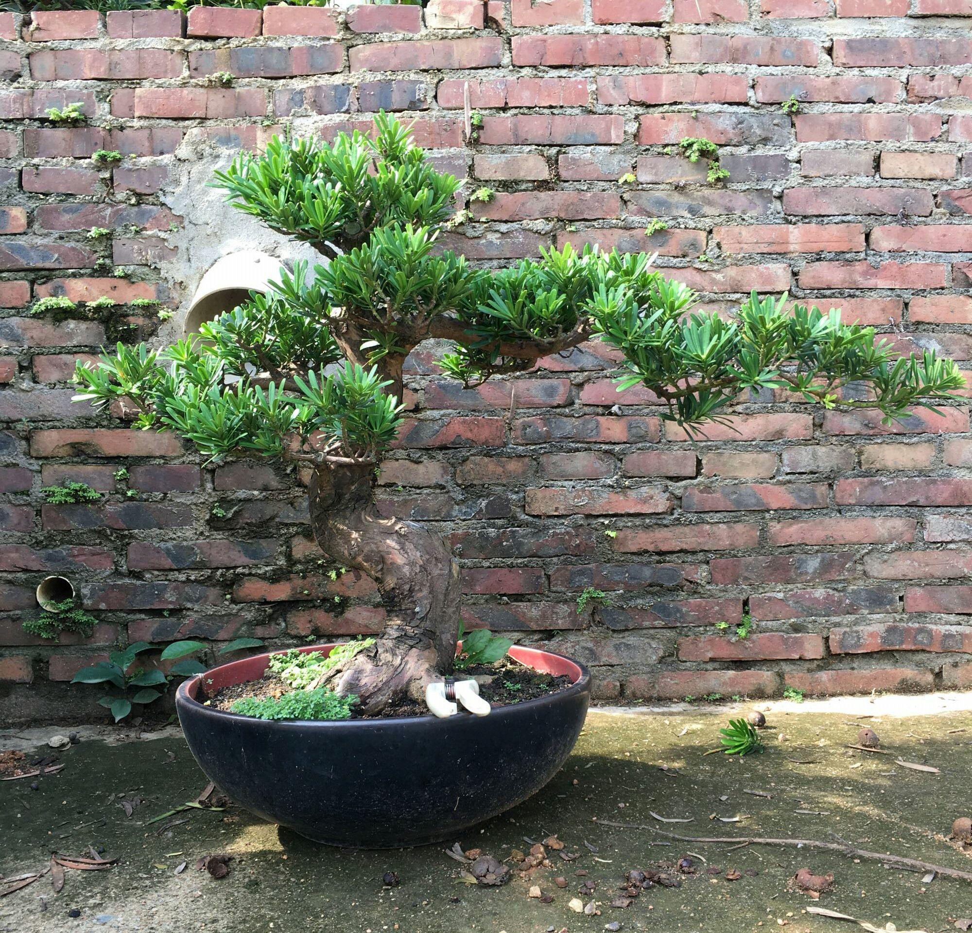 罗汉松叶子发黄干枯是什么原因，罗汉松叶子发黄干枯还能活吗（罗汉松盆景的松针叶子发黄了怎么回事）