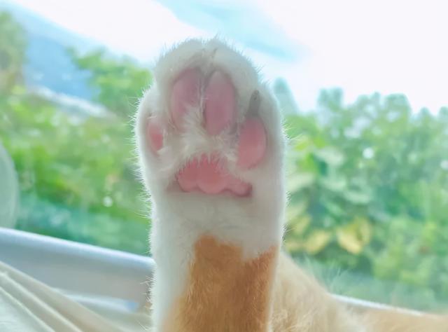 可爱表情包.抱我的小猫腿舔我的jio，微信头像，可爱表情包.抱我的小猫腿舔我的jio（却把评论区逼成了恋jio癖哈哈哈）