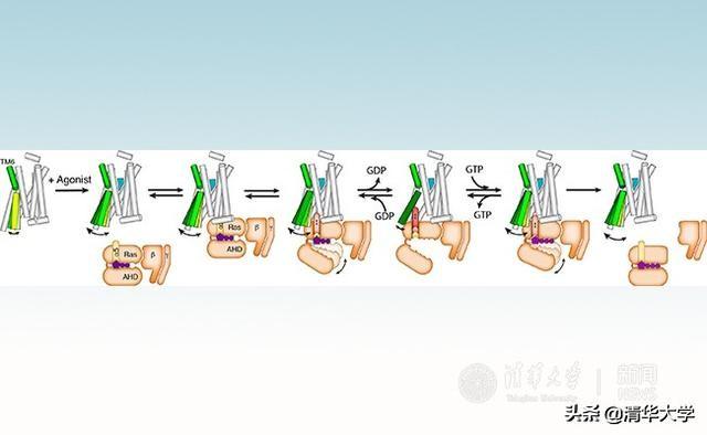 g蛋白偶联受体包括哪些受体(g蛋白偶联受体作用)