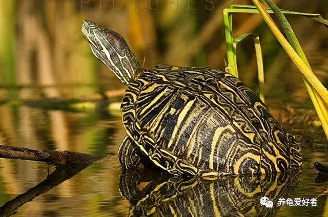 植物的界门纲目科属种是指什么，植物界门纲目科属种怎么分类（你难道不想知道一下吗）