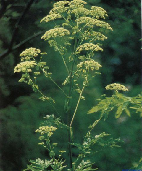 中药川芎的作用,中药川芎的功效与作用( xiong>是一种什么样的植物)