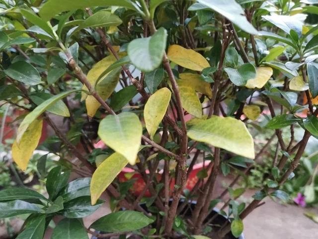 栀子花叶子发黄是什么原因，栀子花叶子发黄的原因是什么（栀子花叶子发黄）