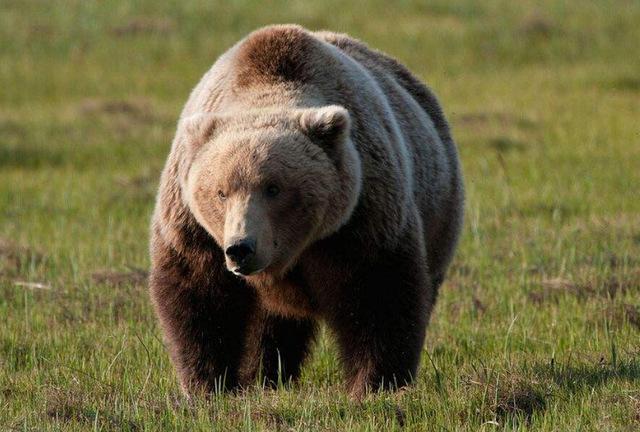 世界最大的鱼,世界最大的鲸鱼有多重(地球上10大最重的动物)