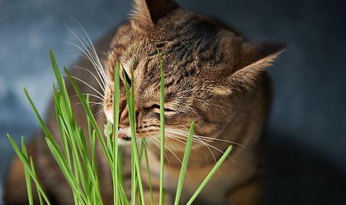 小猫一直呕吐怎么办，小猫咪总是呕吐怎么办（还有可能是患了毛球症）