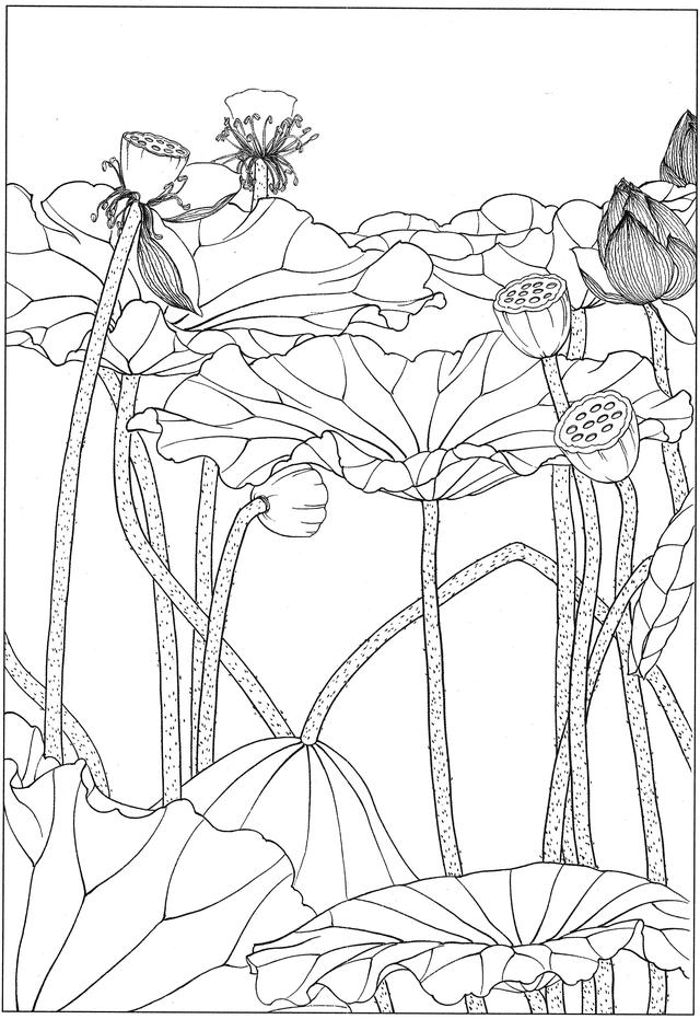工笔荷花白描，高清工笔荷花白描 110幅