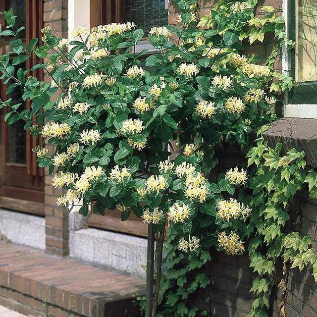 金银花怎么种植，金银花的栽培方法（想让它花开灿烂是有技巧的）
