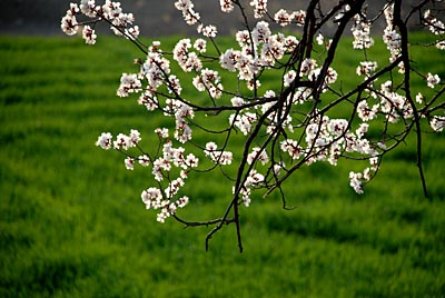 欲钱去树上找一找，欲钱去树上找一找是什么生肖（路过花瓣都能落头上）
