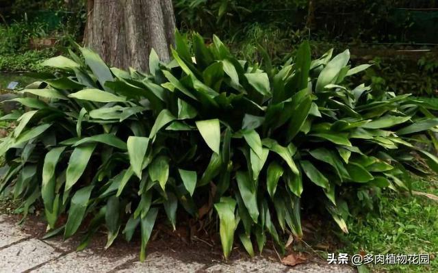 如何养蜘蛛呢，怎么样养蜘蛛（蜘蛛抱蛋好玩又好养的植物）