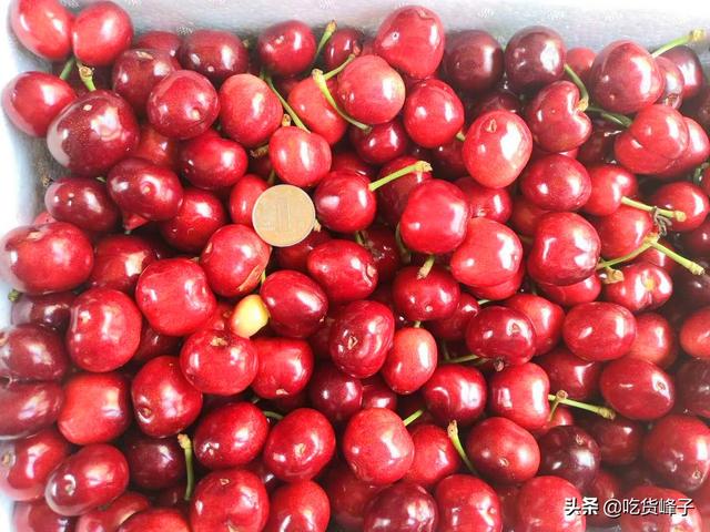 车厘子和樱桃的区别，车厘子和樱桃是同一种水果吗（车厘子和樱桃到底有何区别）