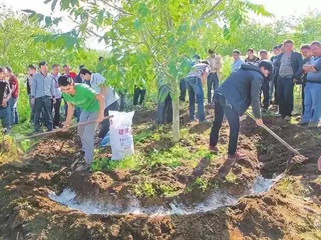 钾肥的作用及功能是什么，请问钾肥的作用是什么（钾肥的作用有哪些）