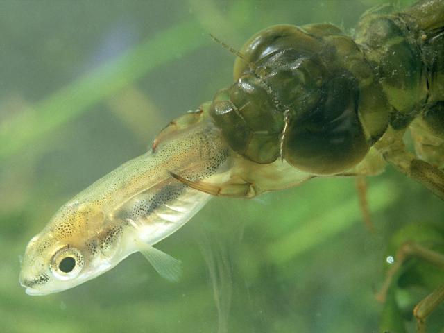 蜻蜓的特点是什么，蜻蜓的特点是什么技能（蜻蜓的特点是什么）