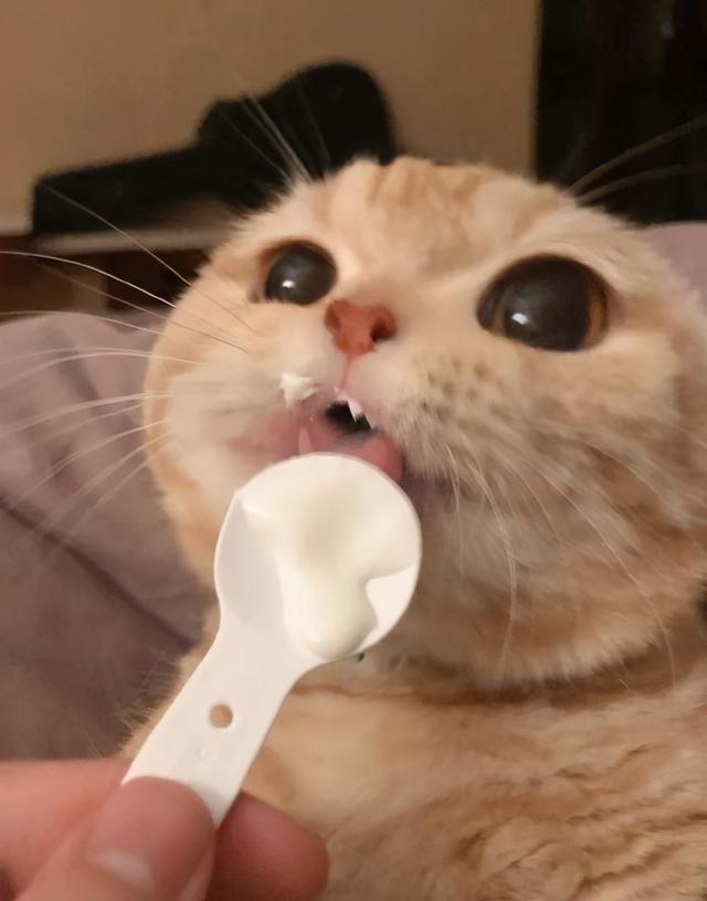 猫能吃什么人类食物，猫咪可以吃什么人类食物（猫咪可以吃的9种人类食物）