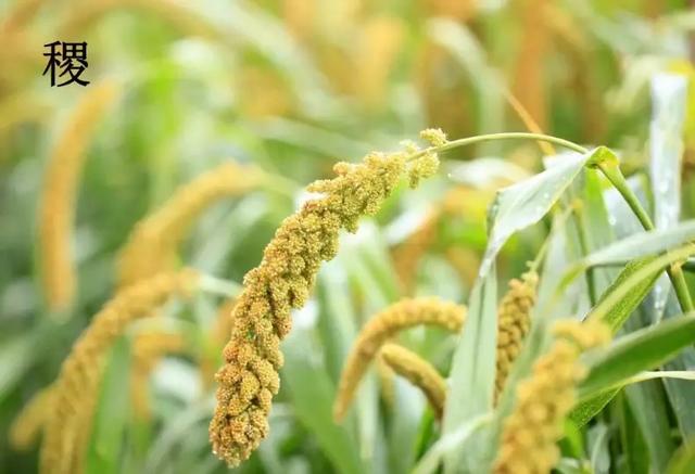 六畜是哪六畜,六畜是什么(让我们一起走进国学馆) 六畜是哪六畜,六畜是什么(让我们一起走进国学馆)