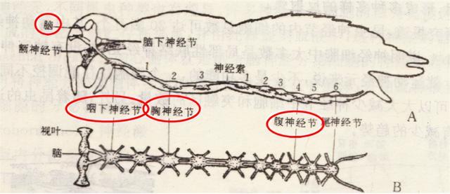为什么大苍蝇会自己死，苍蝇什么情况下会死（苍蝇为什么总把自己的头弄下来玩）