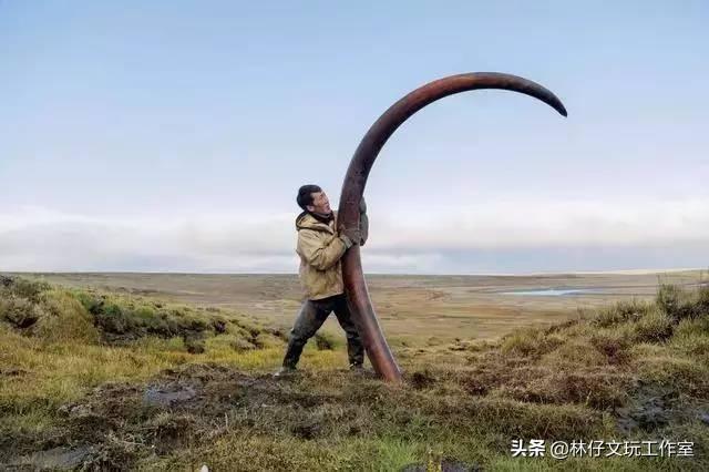 猛犸是什么东西，猛犸骨是什么东西（简单介绍一下猛犸象牙及其收藏价值）