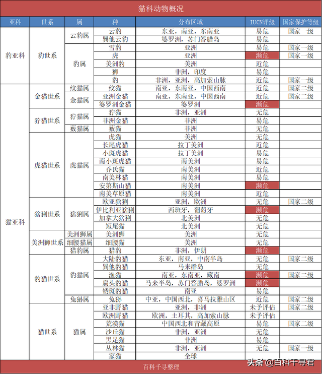 猫科动物有哪些，38种猫科动物大全（它们的分布概况和生存现状如何）