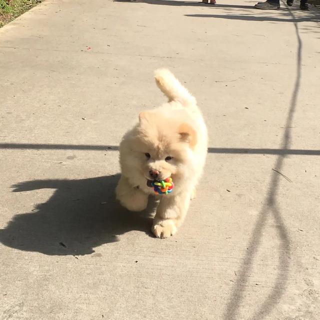 金毛犬，6种狗狗小时候和长大的对比（金毛犬的优缺点及性格）