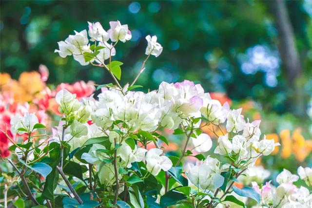 野生吊钟花什么时候开花，吊钟花结果吗（鲜艳的春节红已提早报春）