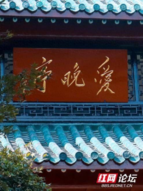 岳麓山爱晚亭的枫叶红了，百年前的爱晚亭其实是这样的