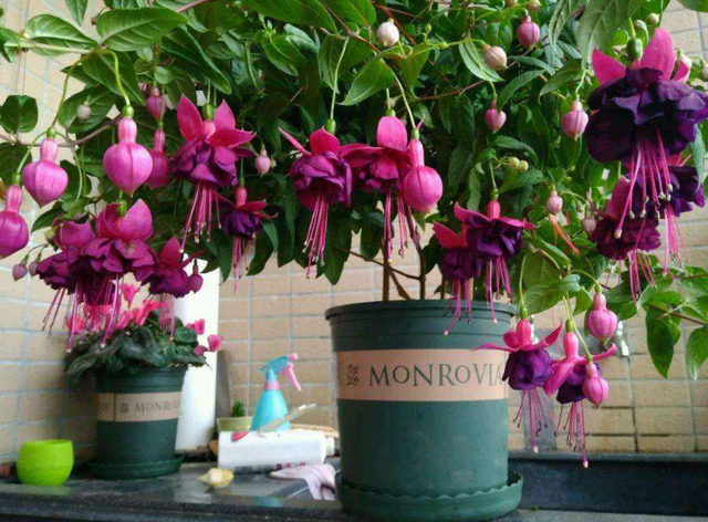 每月什么花开，每月什么花开写一个作文（23种开花植物）