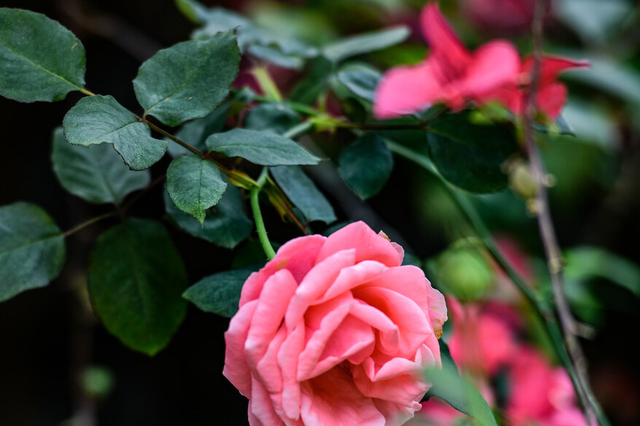 玫瑰花怎么养，新手也能养出漂亮的玫瑰花（玫瑰花怎么插花瓶水养）