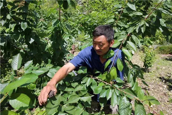 樱桃树怎么修剪，樱桃树怎样剪枝（樱桃树的修剪时期+主要修剪方法）