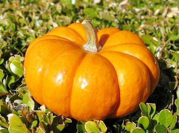 南瓜的品种常见的有几种，南瓜品种大全图片及名称（农村人最爱种植的20种“瓜”）