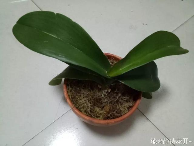 蝴蝶兰的养殖方法和注意事项，蝴蝶兰的养殖方法及注意事项大全（蝴蝶兰想养好很容易）