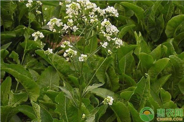 山葵和芥末的口感区别，山葵和芥末的区别（一文读懂芥末、辣根、山葵区别）