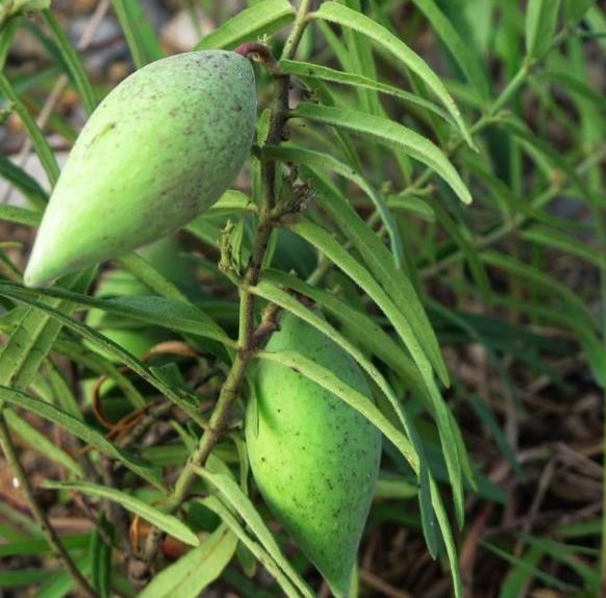 南瓜的品种常见的有几种，南瓜品种大全图片及名称（农村人最爱种植的20种“瓜”）