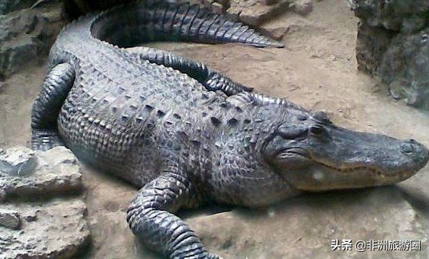 世界上最大的鳄鱼，世界上最大的鳄鱼是什么（最长13米—屋子都装不下）