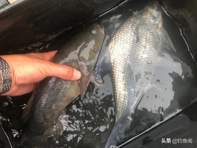 孕妇可以吃黑鱼吗，孕妇能不能吃黑鱼（这6种鱼好吃但不好钓）