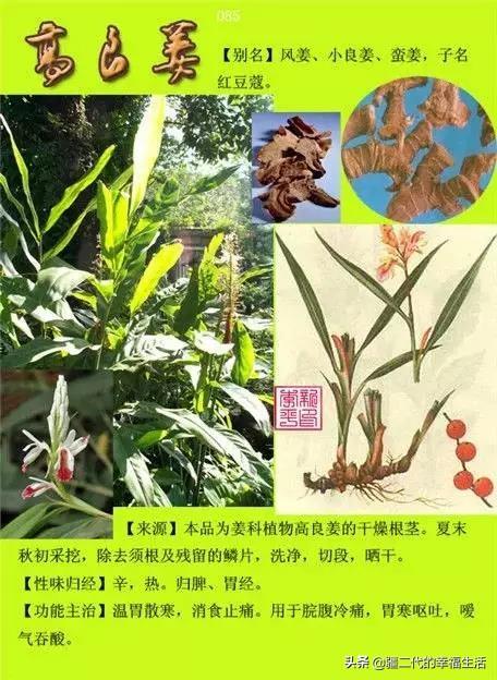 常见中草药图谱，中草药经典图谱（让你知道常用药都长啥样）