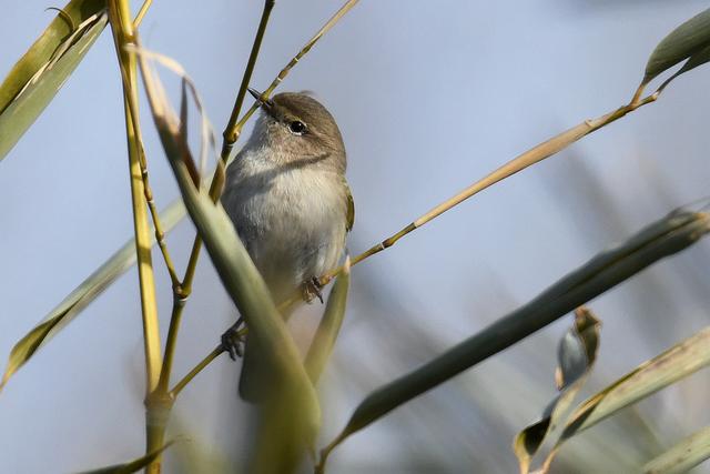 水鸡是什么，水鸡是什么车（西方秧鸡、叽咋柳莺......）
