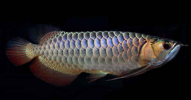 金龙鱼价格多少钱一只，金龙鱼多少钱（金龙鱼多少钱一条）