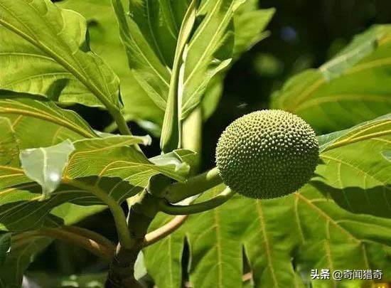 十大罕见水果名称大全，最全的水果种类名字（超市都不一定能买到的10种罕见水果）