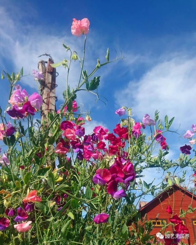 香豌豆的花语是什么，野豌豆的花语（欧洲人心目中的“切花之后”）