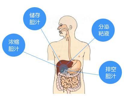 人的胆囊在什么部位，人的胆囊在什么部位图解（科普：胆囊是一个什么器官）