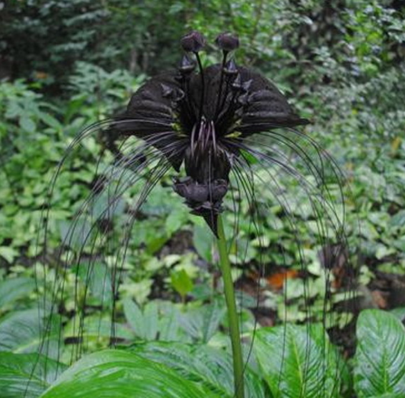 酱紫色是什么颜色，紫酱红是什么颜色（10种罕见的黑色花）