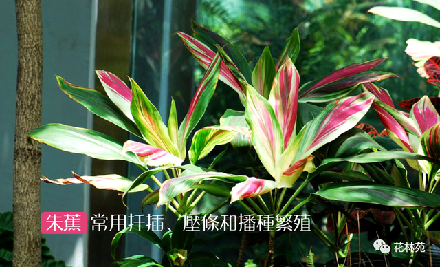 红叶朱蕉养殖方法，红叶朱蕉养殖方法与技术（朱蕉—红叶富贵竹这样养猛长）