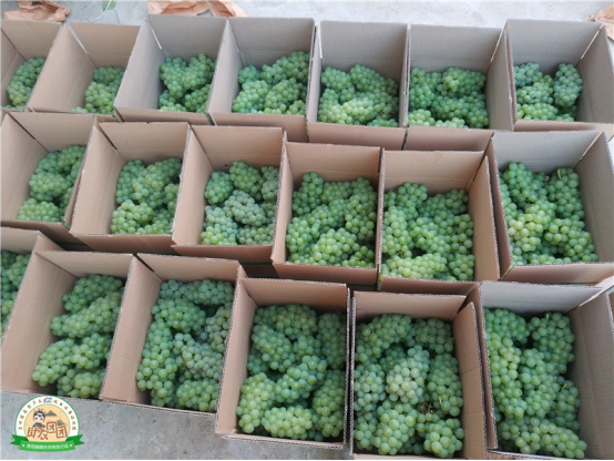 什么是水晶葡萄，什么是水晶葡萄酒（清镇水晶葡萄火热上市）