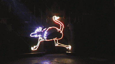 鸵鸟为什么不可以飞翔，鸵鸟为什么不能飞翔（鸵鸟不会飞的奥秘）