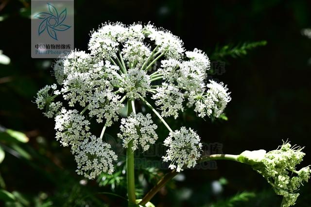 本草图经作者是谁，《本草图经》的作者（芎藭 蘼蕪 藁本）
