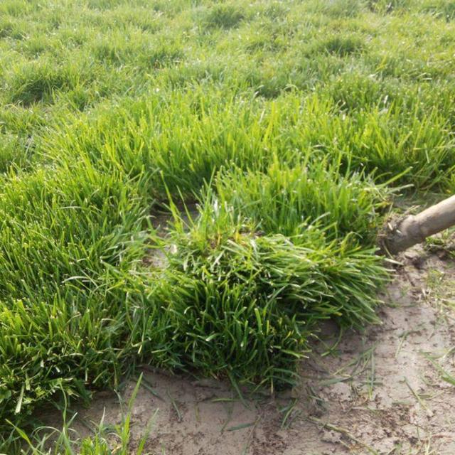 私人庭院草坪种什么草好，庭院草坪怎么种（农户家里院子有空地）