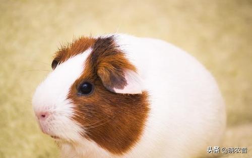 荷兰猪怎么养，刚出生的荷兰猪怎么养（荷兰猪可以吃什么蔬菜）