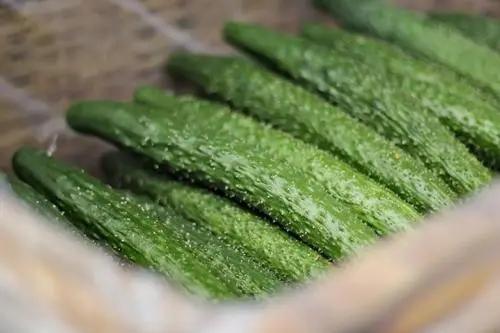 蓝莓怎么吃一天吃多少，蓝莓的一天吃多少合适（为家人健康不妨看看）